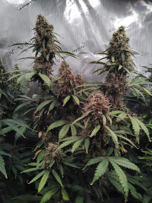 4 Auto´s. Week 10 - Apple fritter auto
