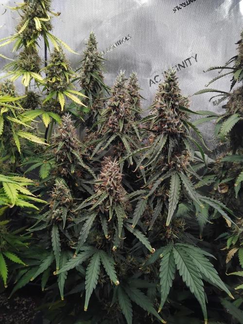 4 Auto´s. Week 10 - Blue cheese auto