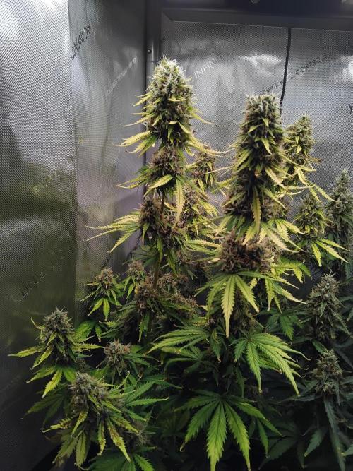 4 Auto´s. Week 10 - Blue cheese auto