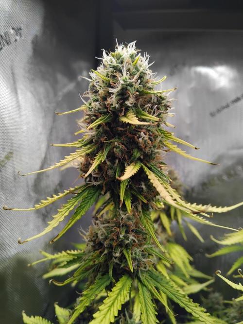 4 Auto´s. Week 10 - Blue cheese auto