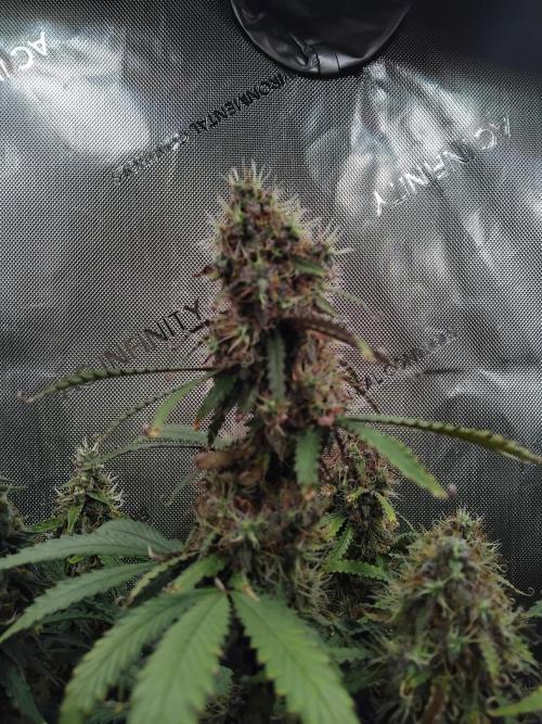 4 Auto´s. Week 10 - Apple fritter