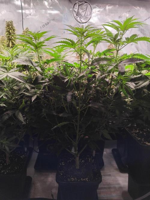 Barneys Farm - O.G Kush feminized. Week 5