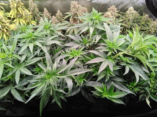 Barneys Farm - O.G Kush feminized. Week 5 - Todays picture