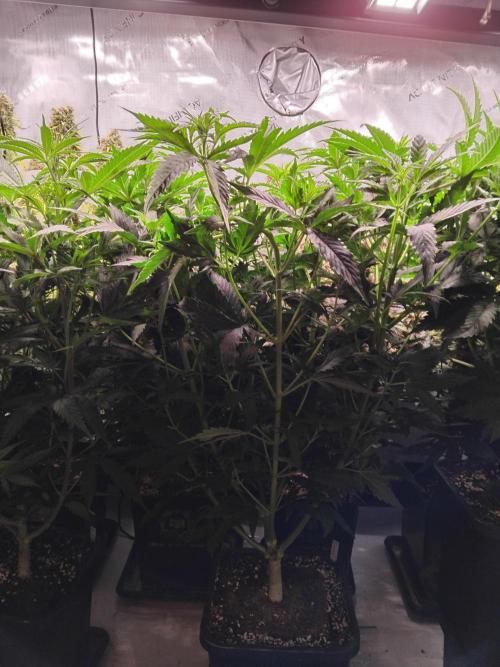 Barneys Farm - O.G Kush feminized. Week 5 - Todays picture