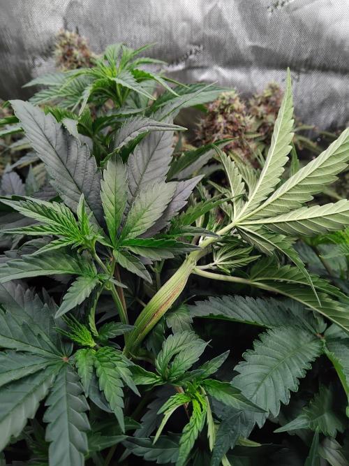 OG Kush. Week 5