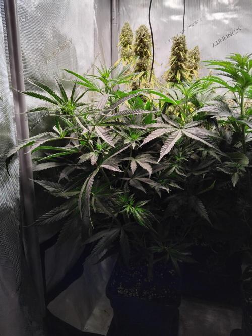 White Widow Seedsman Regular. Week 7
