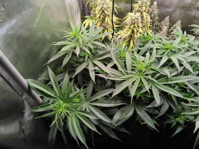 White Widow Seedsman Regular. Week 7
