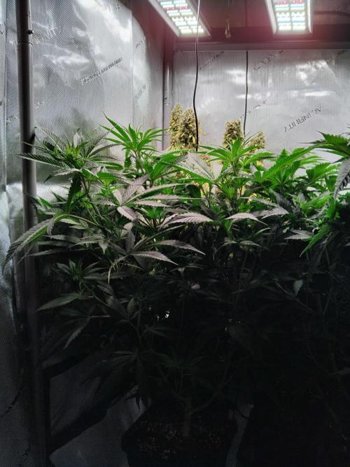 White Widow Seedsman Regular. Week 7