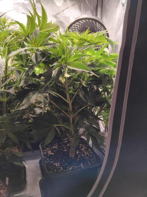 420 Fastbuds - Mystery plant from 5pack.. Week 5