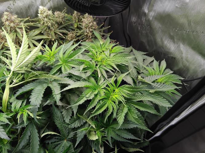 420 Fastbuds - Mystery plant from 5pack.. Week 5