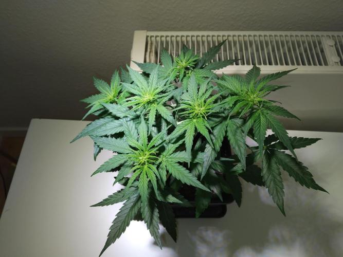 Royal Queen Seeds - Milky Way F1 Auto. Week 5