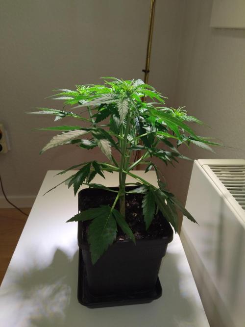 Royal Queen Seeds - Milky Way F1 Auto. Week 5