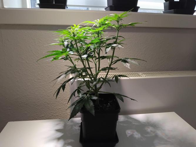 Royal Queen Seeds - Milky Way F1 Auto. Week 5