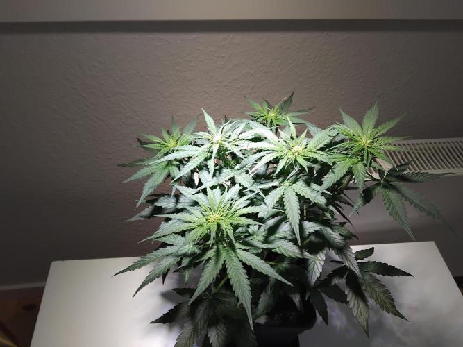 Royal Queen Seeds - Milky Way F1 Auto. Week 5