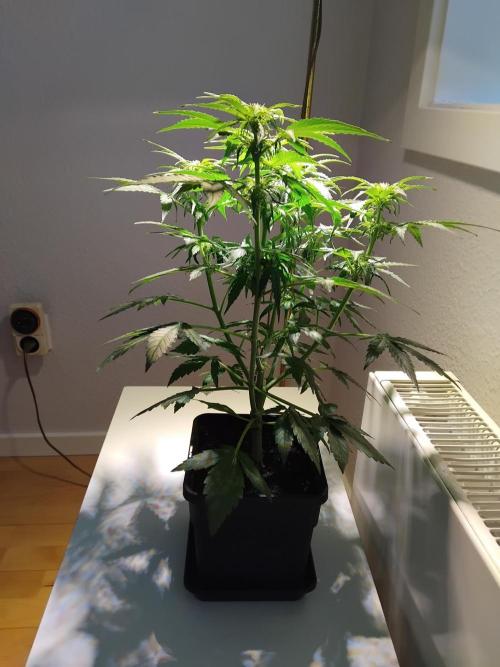 Royal Queen Seeds - Milky Way F1 Auto. Week 5