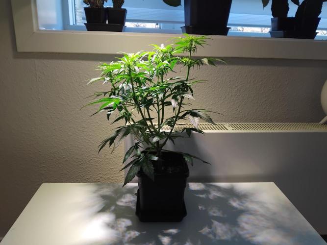 Royal Queen Seeds - Milky Way F1 Auto. Week 5