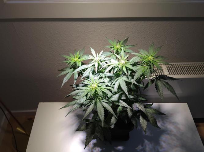 Royal Queen Seeds - Milky Way F1 Auto. Week 5