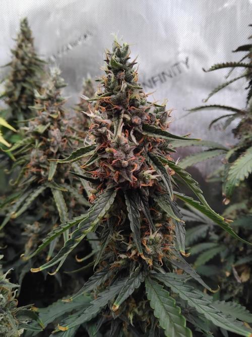 4 Auto´s. Week 11 - Blue cheese auto