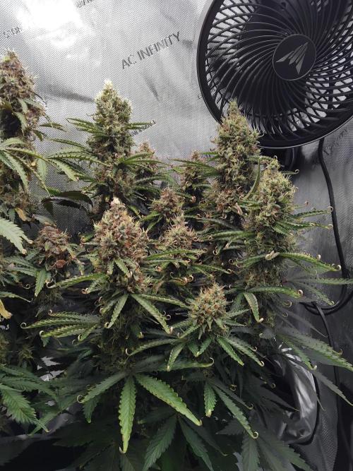 4 Auto´s. Week 11 - Apple fritter auto