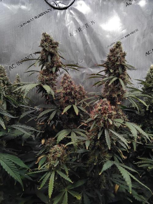 4 Auto´s. Week 11 - Apple fritter auto