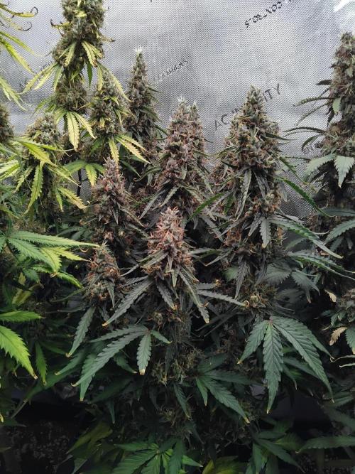 4 Auto´s. Week 11 - Blue cheese auto