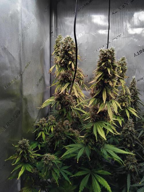 4 Auto´s. Week 11 - Blue cheese auto