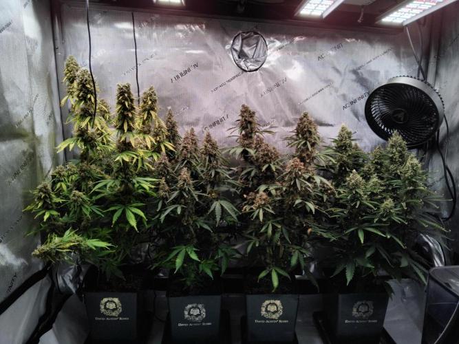 4 Auto´s. Week 11 - 2 Blue cheese auto on the left side, 2 Apple fritter auto on the right side.