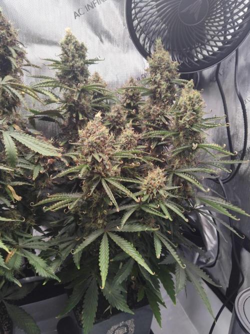 4 Auto´s. Week 12