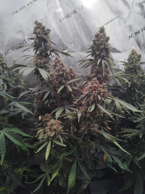 4 Auto´s. Week 12