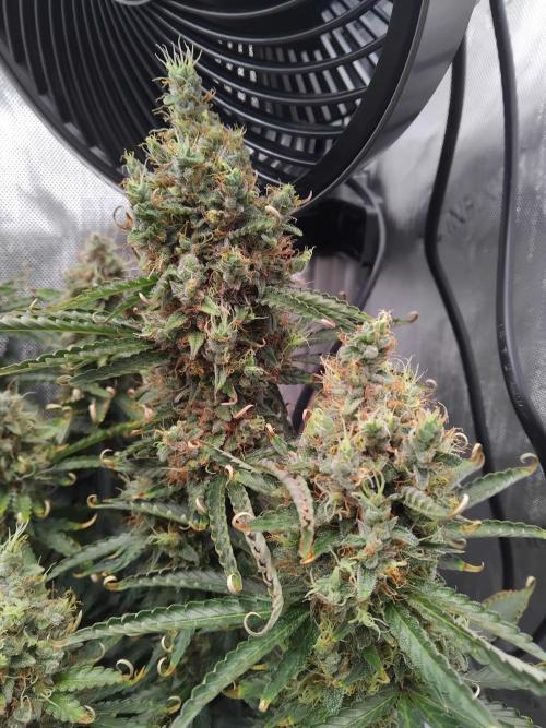 4 Auto´s. Week 12