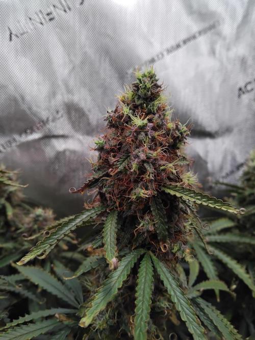 4 Auto´s. Week 12