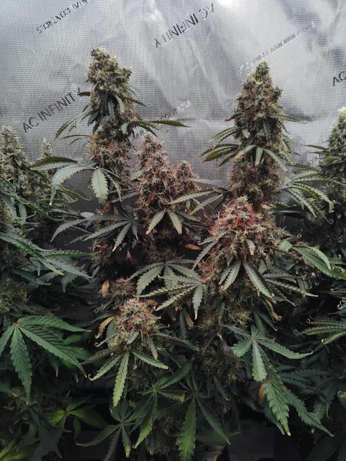 4 Auto´s. Week 12