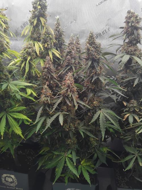 4 Auto´s. Week 12