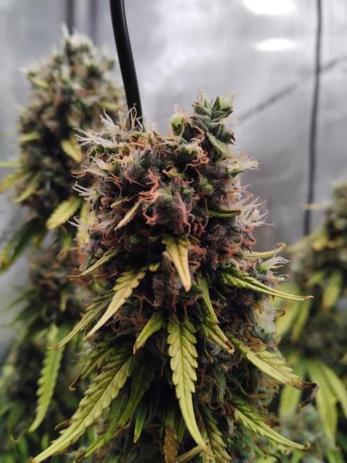 4 Auto´s. Week 12
