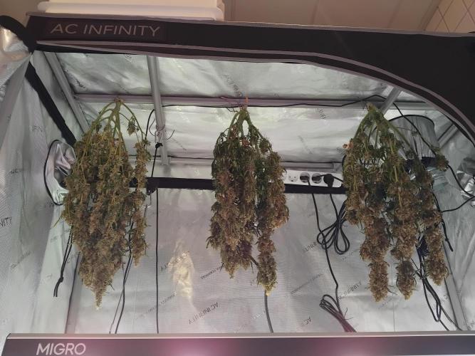4 Auto´s. Week 12