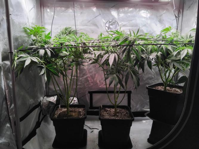 Barneys Farm - O.G Kush feminized. Week 6 - After lollipopping