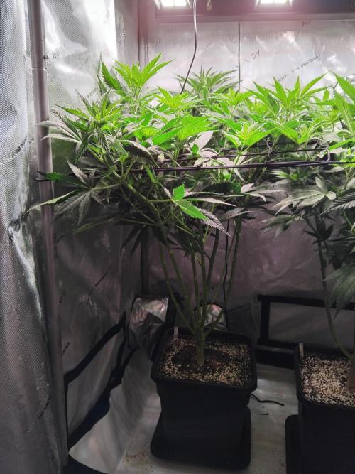 Barneys Farm - O.G Kush feminized. Week 6 - After 1 night of 12/12