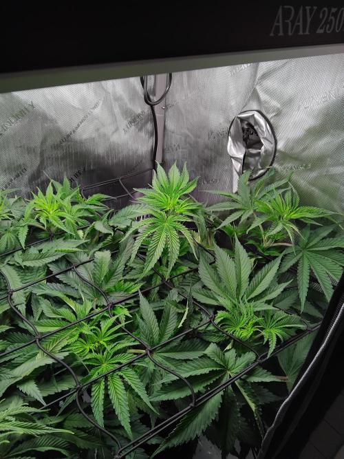 420 Fastbuds - Mystery plant from 5pack.. Week 6 - First day under the trellis net.