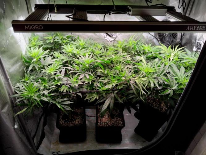 420 Fastbuds - Mystery plant from 5pack.. Week 6 - First day of flower