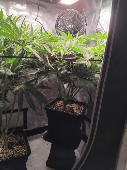 420 Fastbuds - Mystery plant from 5pack.. Week 6 - First day of flower