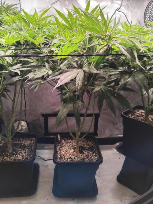 White Widow Seedsman Regular. Week 8 - First day of flowering