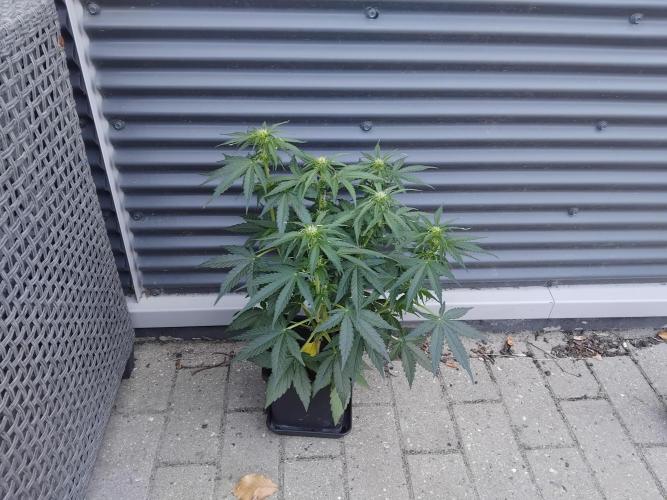 Royal Queen Seeds - Milky Way F1 Auto. Week 6 - Thursday