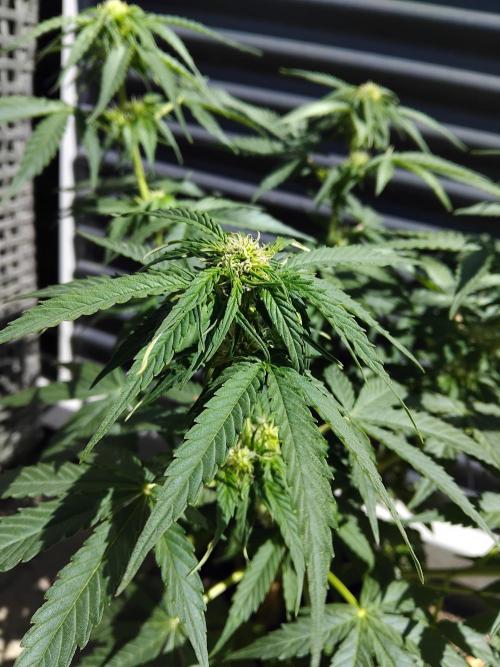 Royal Queen Seeds - Milky Way F1 Auto. Week 6 - Tuesday