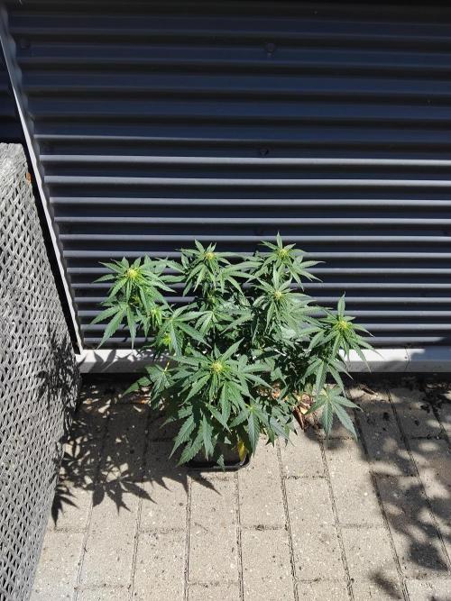 Milky Way F1. Week 6