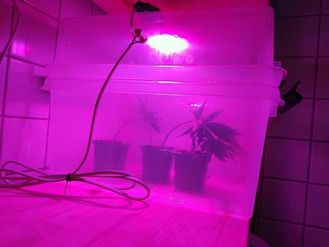 White Widow Regular. Week 1