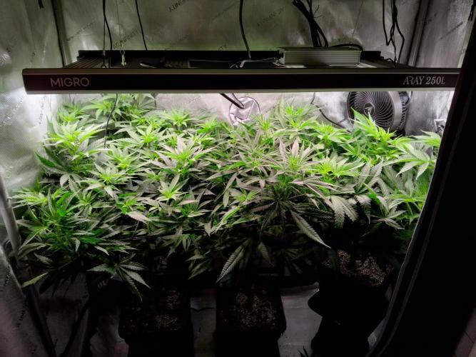 Barneys Farm - O.G Kush feminized. Week 7