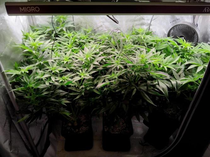 Barneys Farm - O.G Kush feminized. Week 7