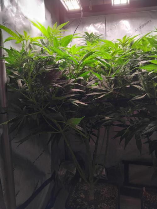 Barneys Farm - O.G Kush feminized. Week 7