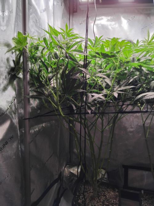 Barneys Farm - O.G Kush feminized. Week 7 - Today after cleanup.