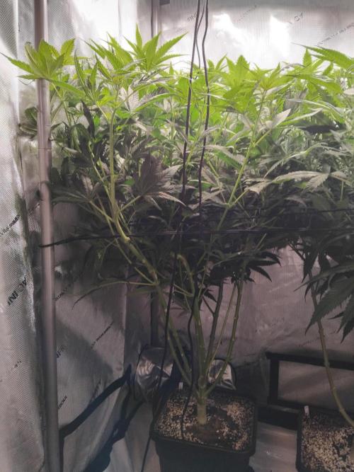 OG Kush. Week 7